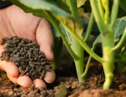 Bisnis Agritech